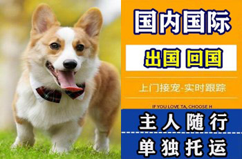 南宁市宠物托运公司南宁市宠物托运公司南宁市宠物托运公司